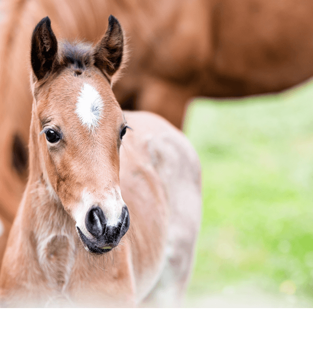 einstieg pferdewelt bild rechts pferd pferdefutter pferdepflege reitkleidung fohlen